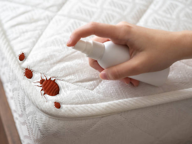 Best Flea Control Services  in Saginaw, TX