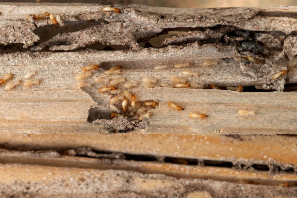 Best Cockroach Control Services  in Saginaw, TX