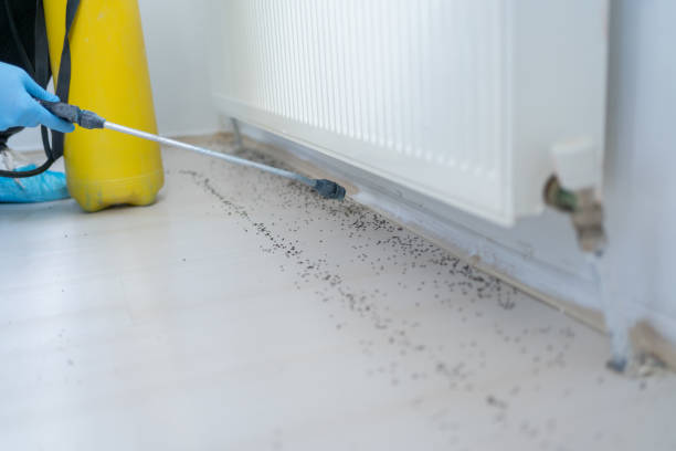 Best Pest Inspection Near Me  in Saginaw, TX